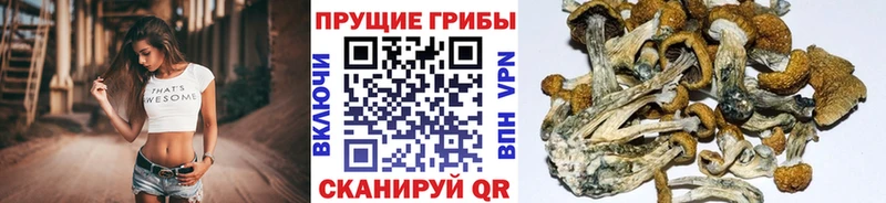 как найти закладки  это наркотические препараты  Псилоцибиновые грибы Cubensis  Набережные Челны 
