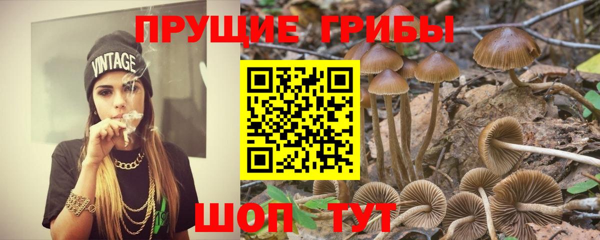 Псилоцибиновые грибы Psilocybe Набережные Челны